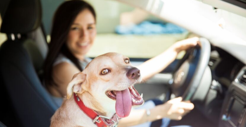 Mazda Models Best for Dog Owners